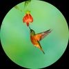 sbirds